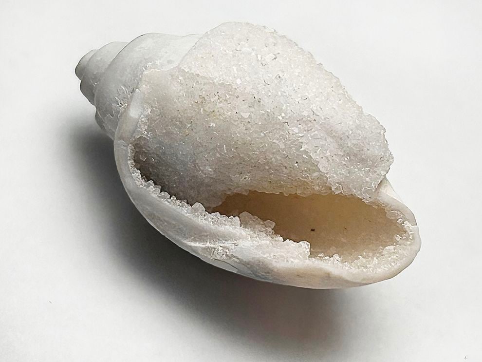 インド産 スピラライトジェムシェル / Spiralite Gemshells