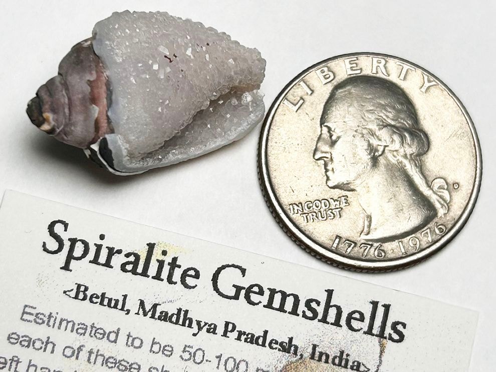 インド産 スピラライトジェムシェル / Spiralite Gemshells