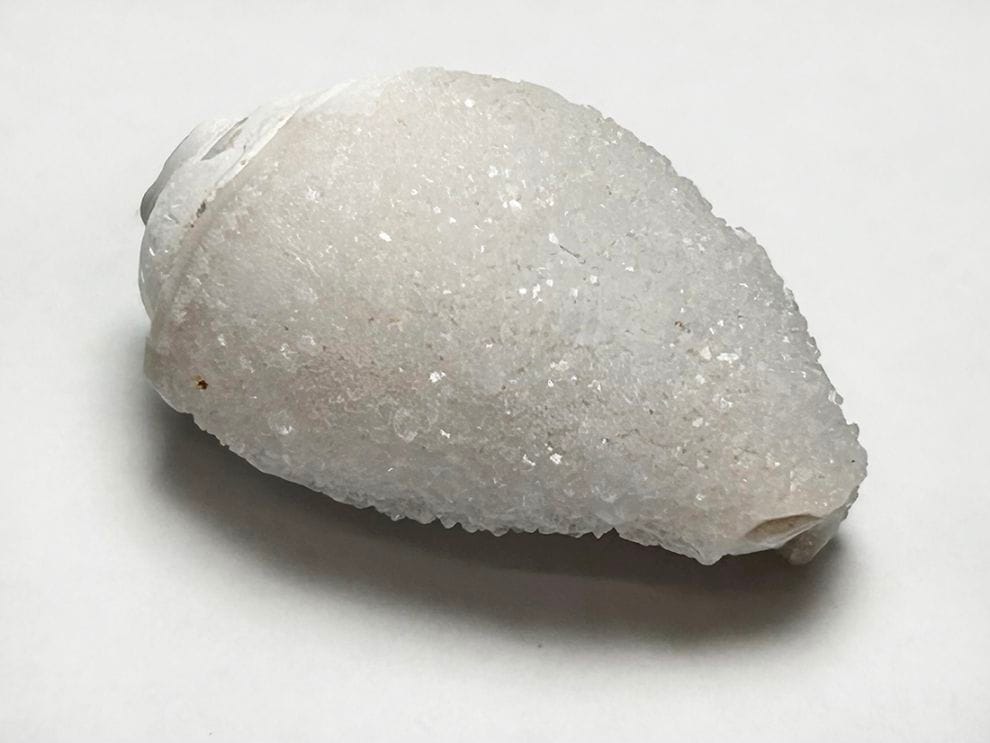 インド産 スピラライトジェムシェル / Spiralite Gemshells