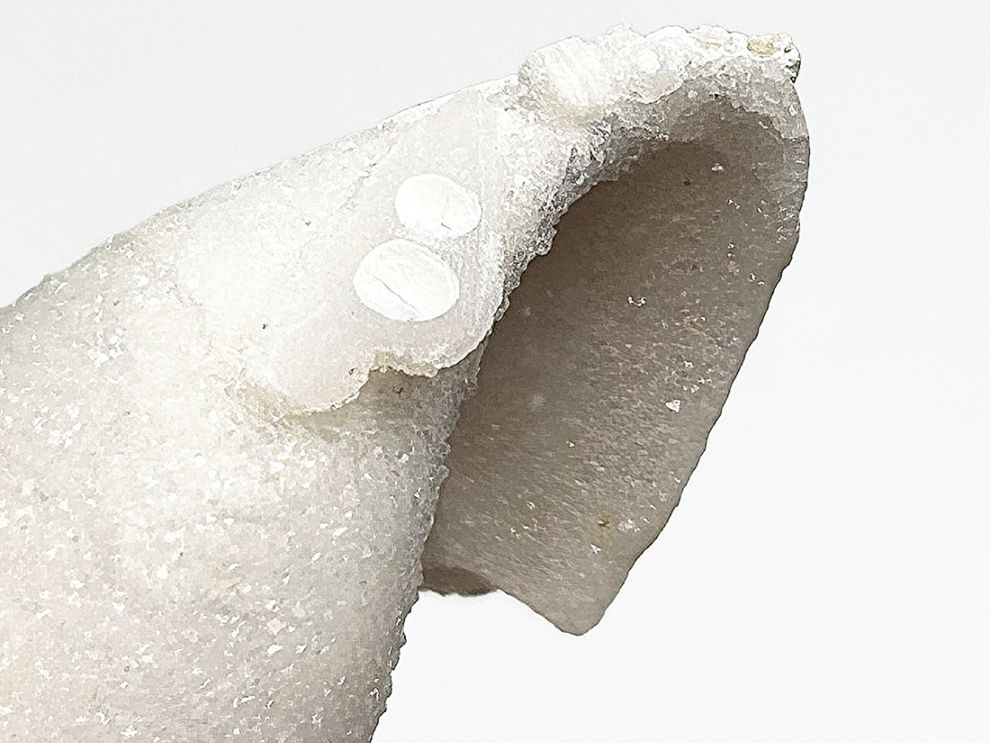 インド産 スピラライトジェムシェル / Spiralite Gemshells