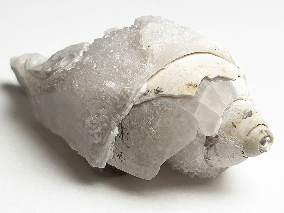 インド産 スピラライトジェムシェル / Spiralite Gemshells