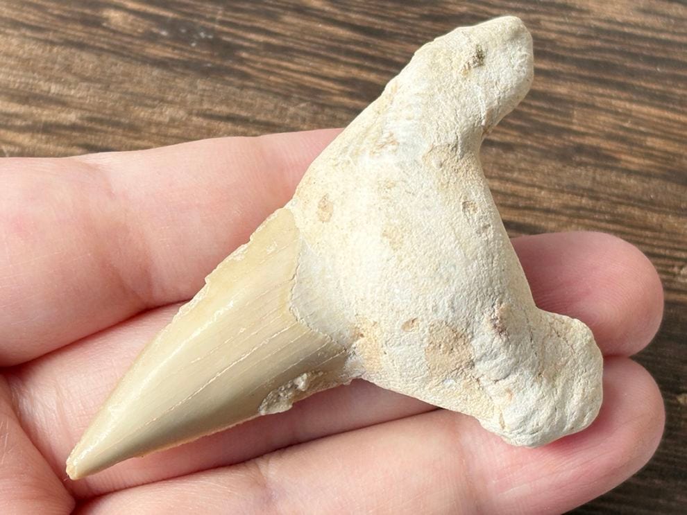 モロッコ産 オトドゥス (サメの歯) 化石 / Otodus Obliquus Fossil