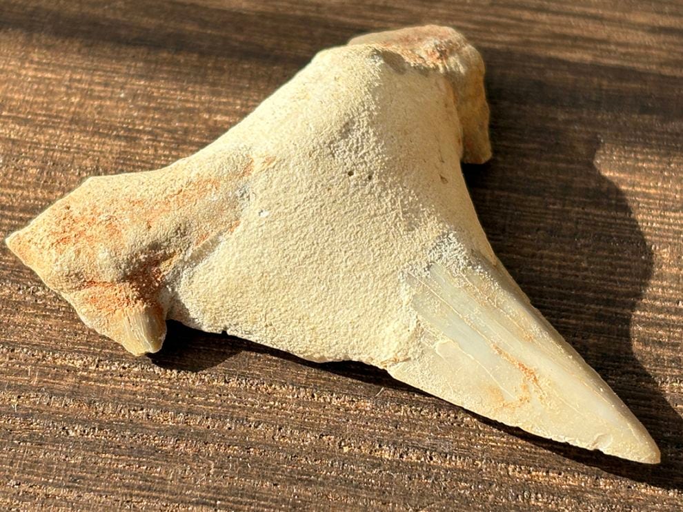 モロッコ産 オトドゥス (サメの歯) 化石 / Otodus Obliquus Fossil