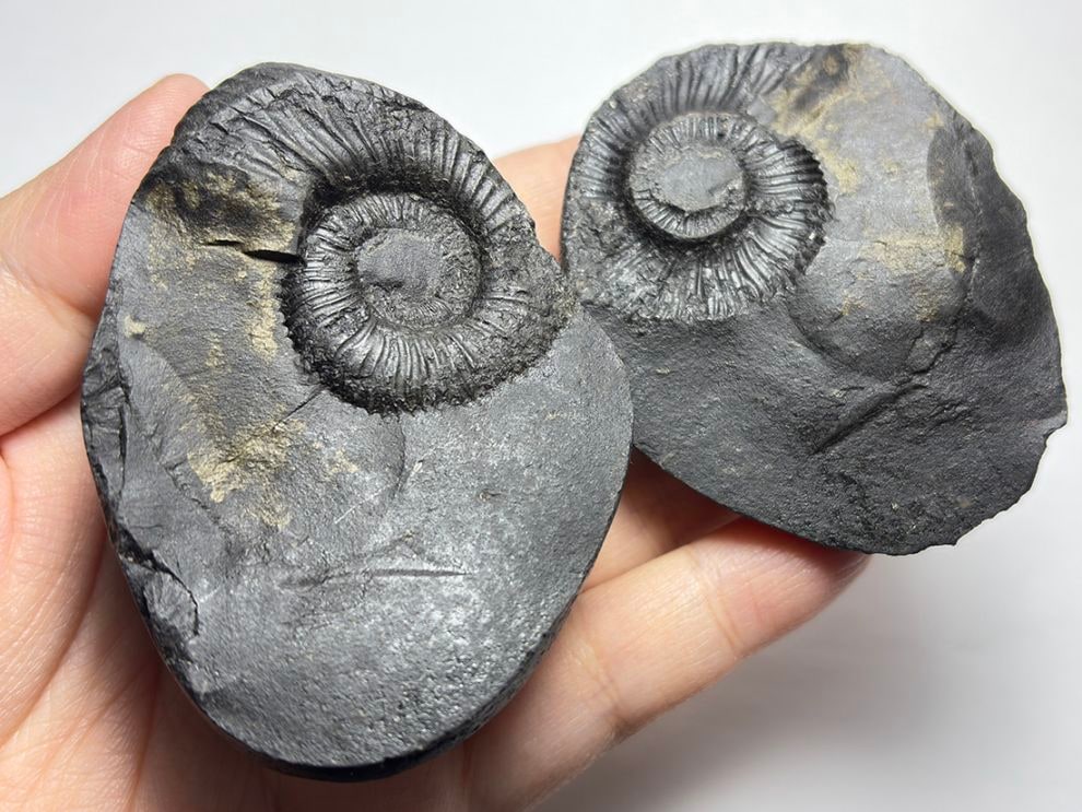 【レア】 サリグラム(シャリグラム) ヒマラヤアンモナイト / Himalayan Ammonite Shaligram (Salagrama)