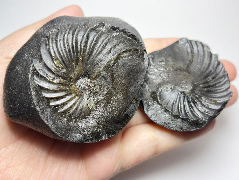 【レア】 サリグラム(シャリグラム) ヒマラヤアンモナイト / Himalayan Ammonite Shaligram (Salagrama)