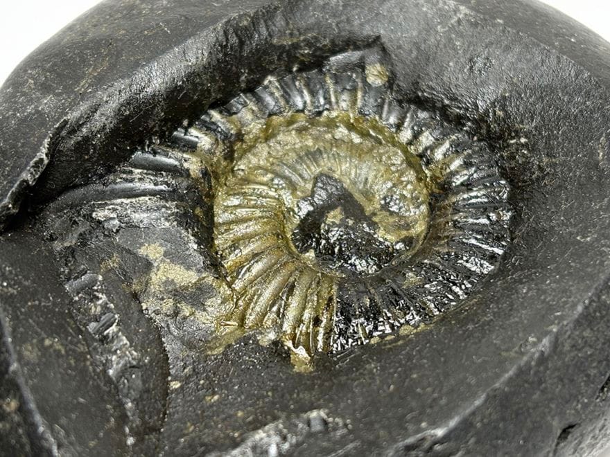 アンモナイト アンモナイト | 株式会社ヒマラヤジェムス