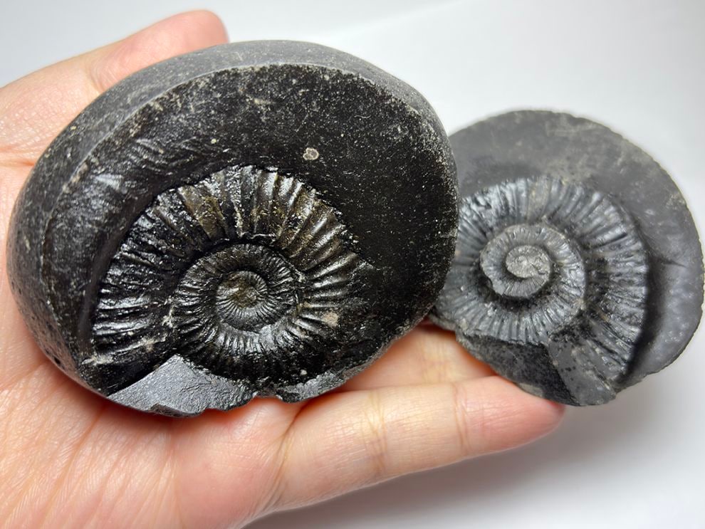 【レア】 サリグラム(シャリグラム) ヒマラヤアンモナイト / Himalayan Ammonite Shaligram (Salagrama)