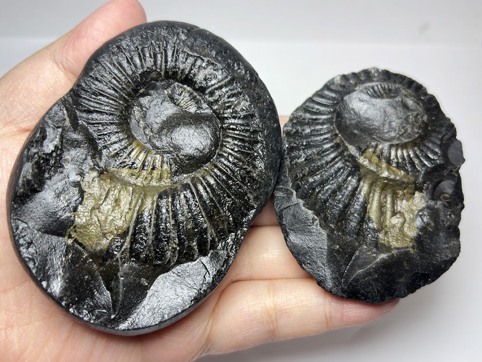 【レア】 サリグラム(シャリグラム) ヒマラヤアンモナイト / Himalayan Ammonite Shaligram (Salagrama)