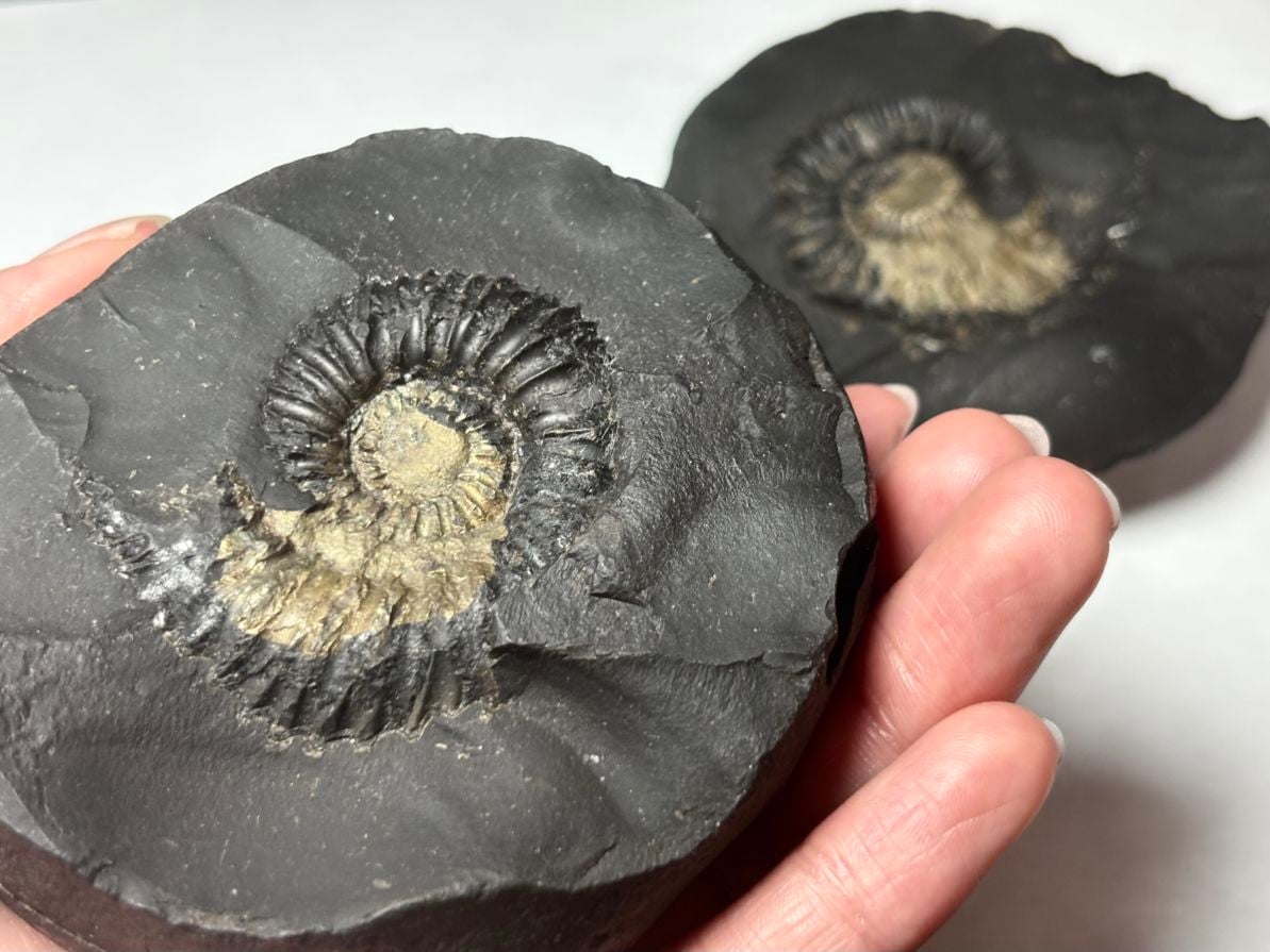 【レア】 サリグラム(シャリグラム) ヒマラヤアンモナイト / Himalayan Ammonite Shaligram (Salagrama)