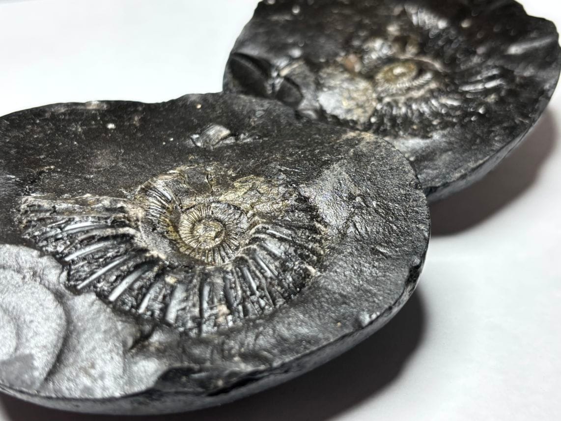 【レア】 サリグラム(シャリグラム) ヒマラヤアンモナイト / Himalayan Ammonite Shaligram (Salagrama)