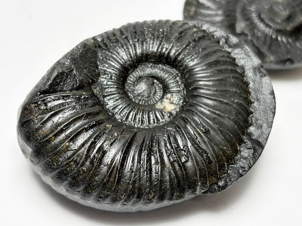 レア】 サリグラム(シャリグラム) ヒマラヤアンモナイト / Himalayan