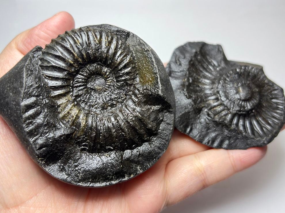 アンモナイト アンモナイト