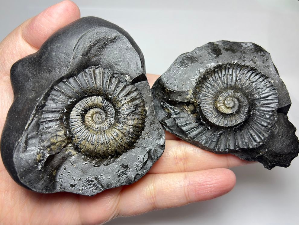 レア】 サリグラム(シャリグラム) ヒマラヤアンモナイト / Himalayan