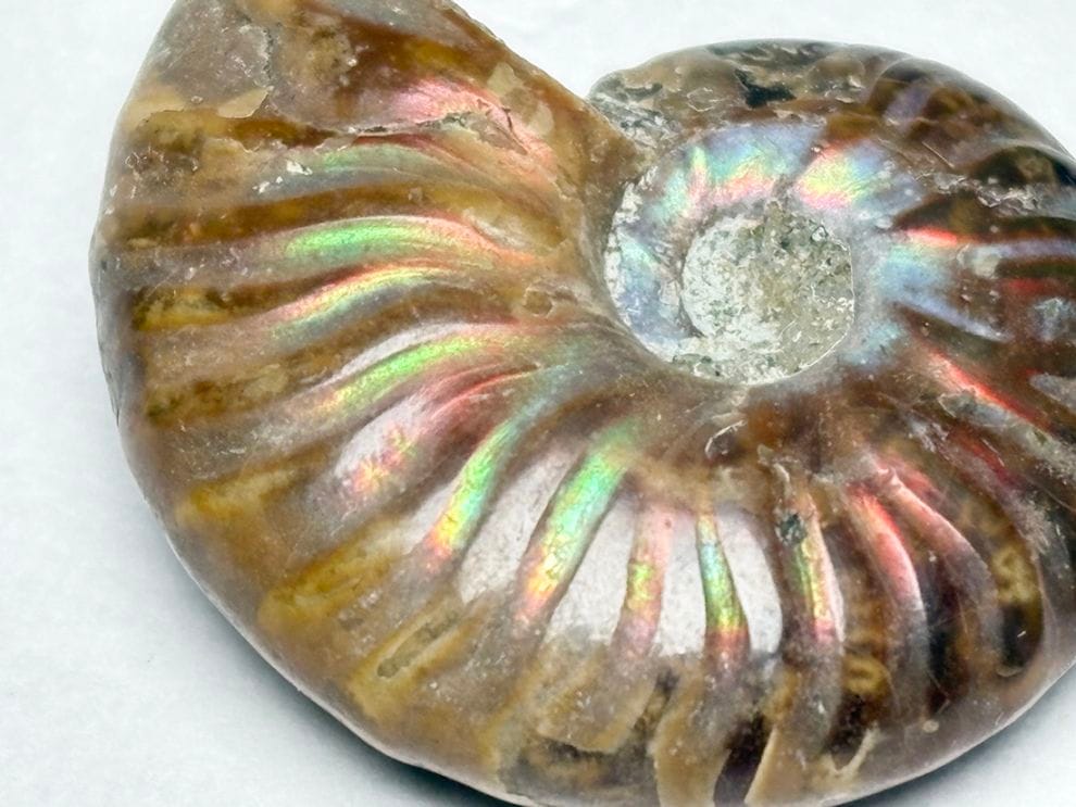 マダガスカル産 アンモナイト / Ammonite Cleoniceras