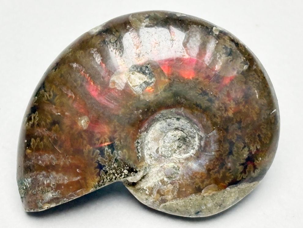 マダガスカル産 アンモナイト / Ammonite Cleoniceras 