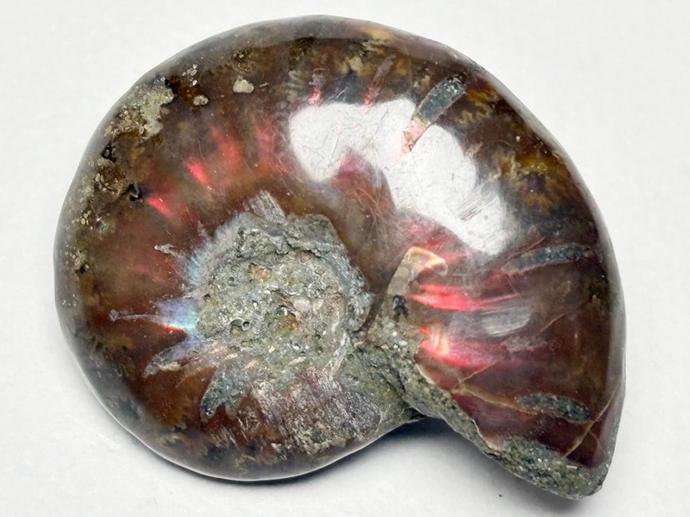 マダガスカル産 アンモナイト / Ammonite Cleoniceras 