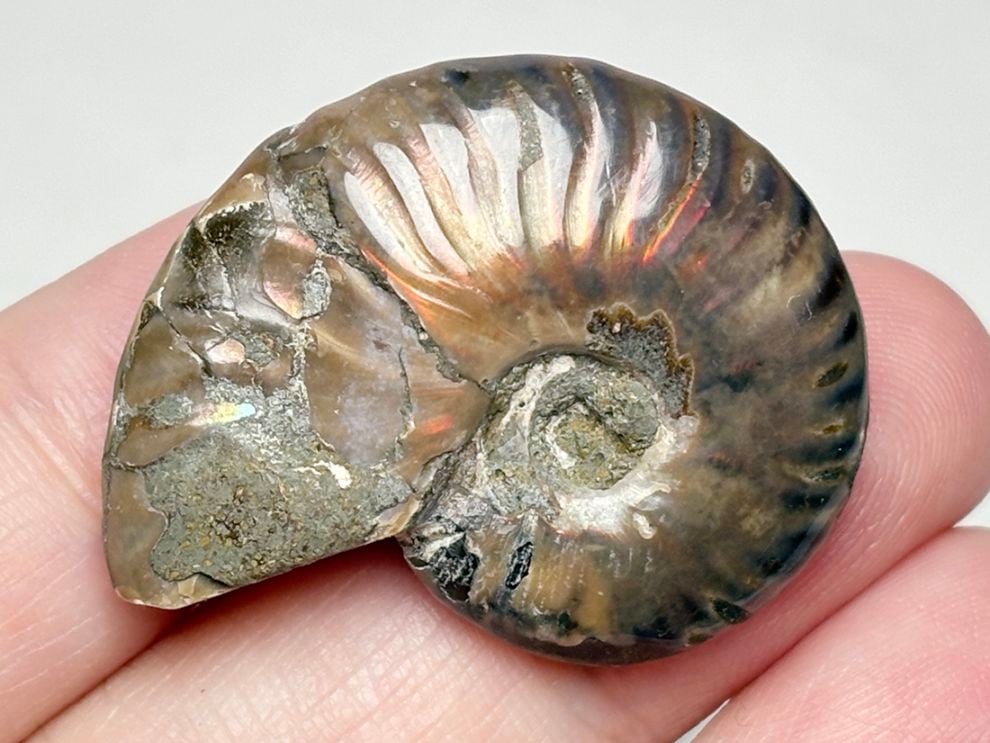マダガスカル産 アンモナイト / Ammonite Cleoniceras 