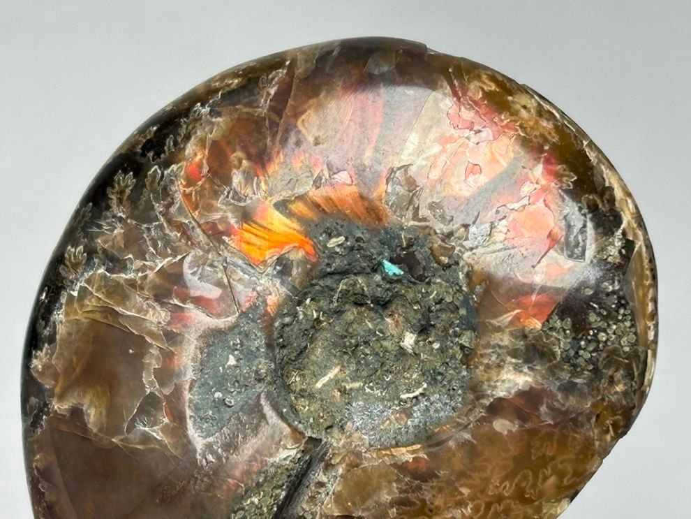 マダガスカル産 アンモナイト / Ammonite Cleoniceras 