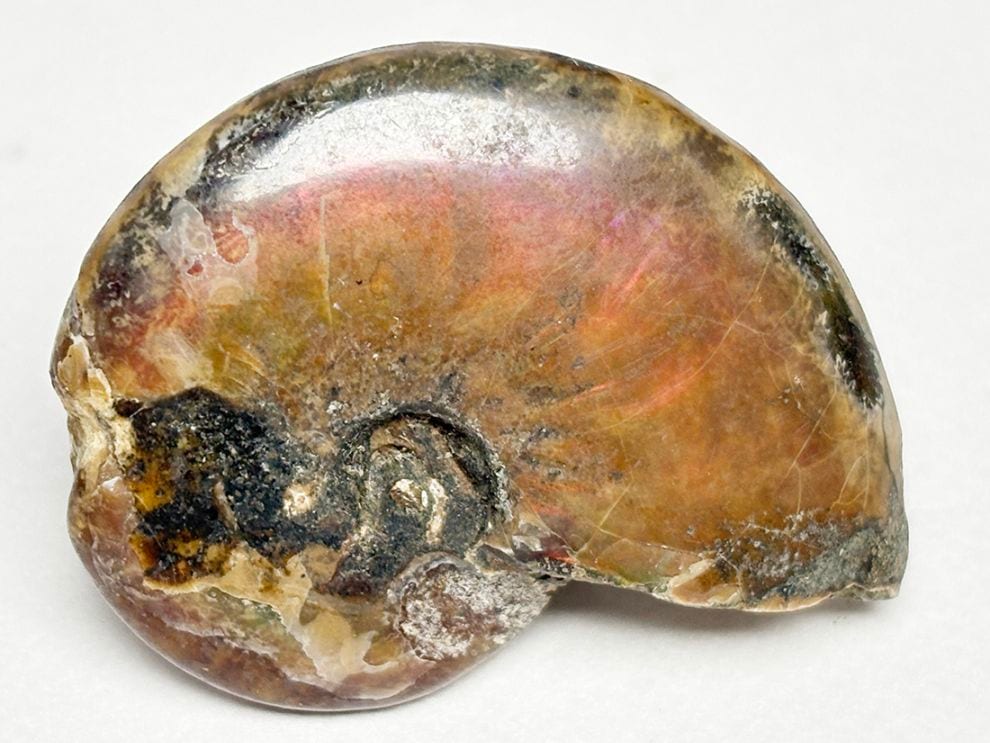 マダガスカル産 アンモナイト / Ammonite Cleoniceras 