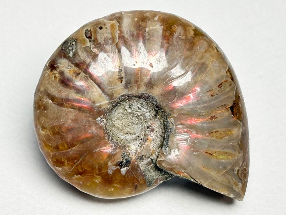 マダガスカル産 アンモナイト / Ammonite Cleoniceras 