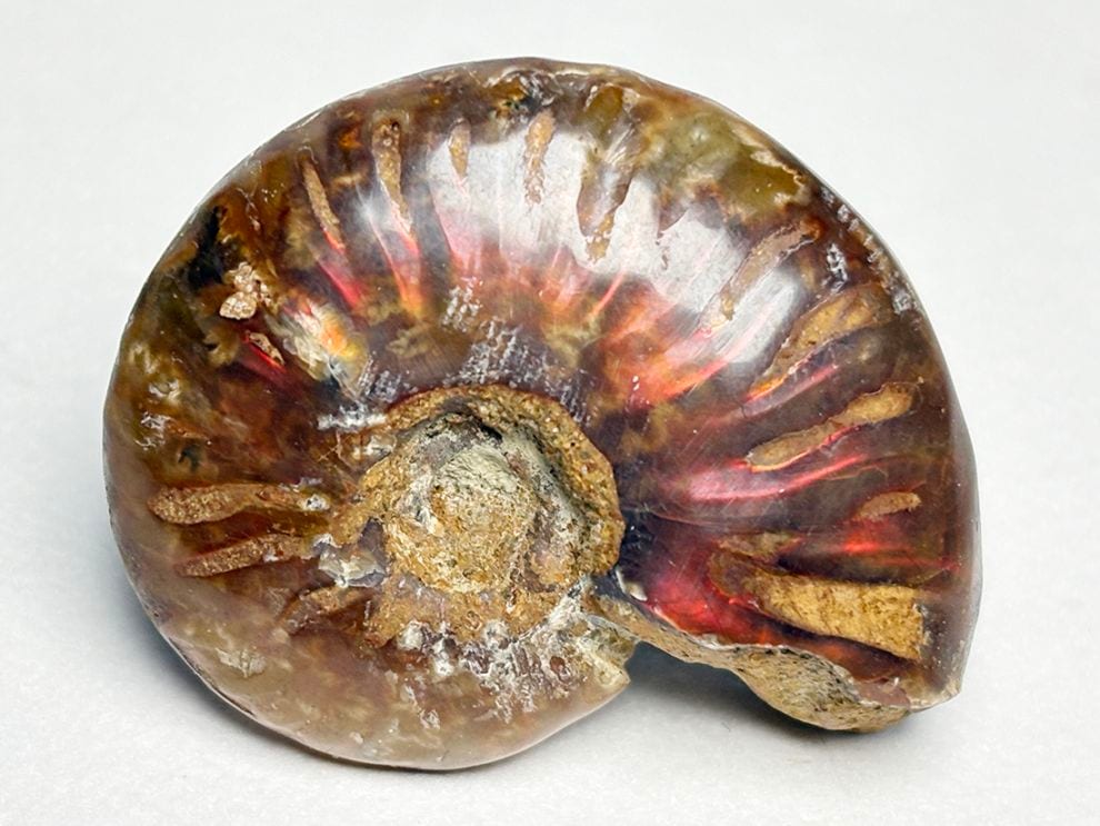 マダガスカル産 アンモナイト / Ammonite Cleoniceras 