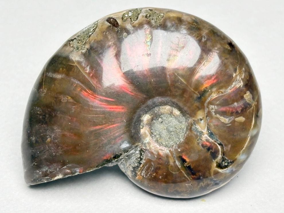 マダガスカル産 アンモナイト / Ammonite Cleoniceras 