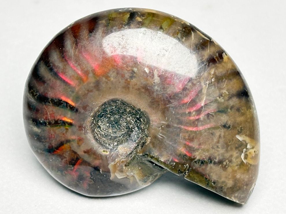 マダガスカル産 アンモナイト / Ammonite Cleoniceras