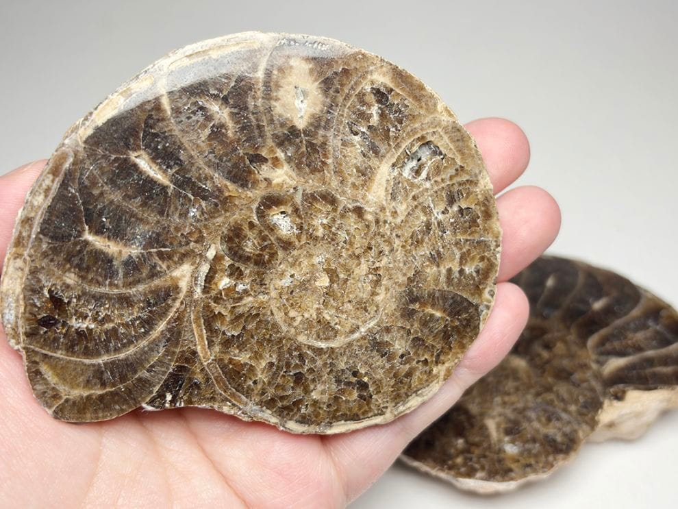 モロッコ産 アンモナイト化石 ペア  /Mammites Nodosoides Pair