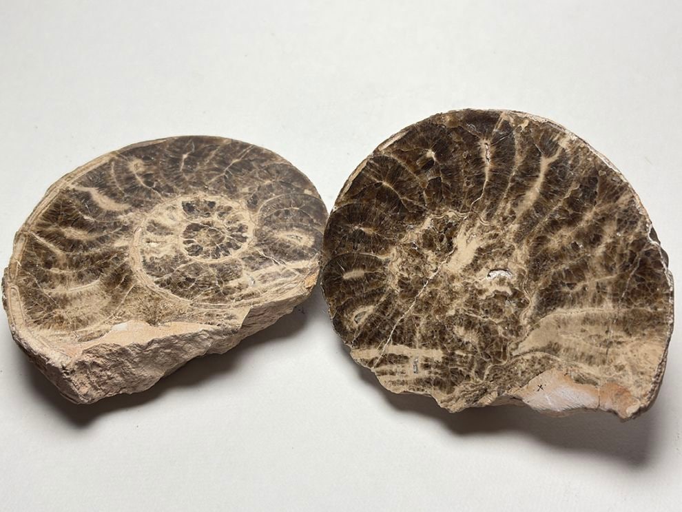 モロッコ産 アンモナイト化石 ペア  /Mammites Nodosoides Pair