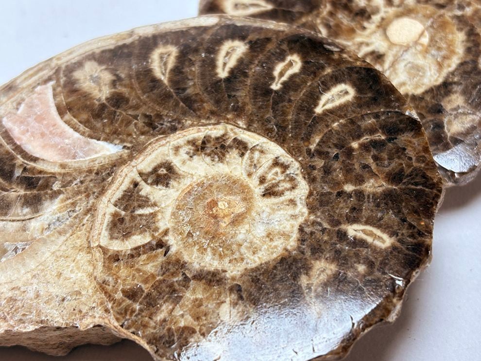 モロッコ産 アンモナイト化石 ペア  /Mammites Nodosoides Pair