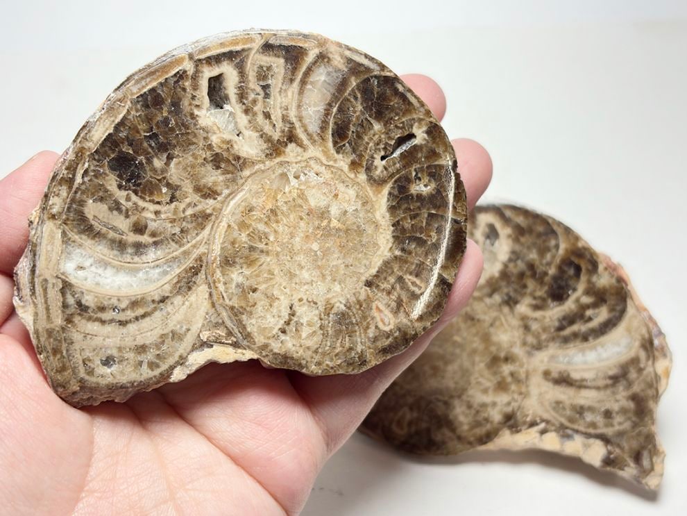 モロッコ産 アンモナイト化石 ペア  /Mammites Nodosoides Pair