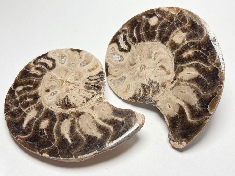 モロッコ産 アンモナイト化石 ペア  /Mammites Nodosoides Pair