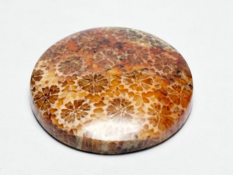 フォッシルコーラル (サンゴ化石 ) ルース /Fossil Coral