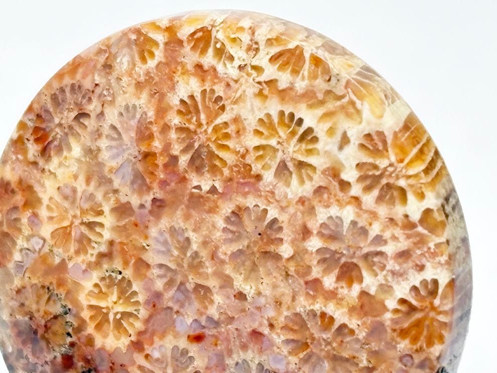 フォッシルコーラル (サンゴ化石 ) ルース /Fossil Coral