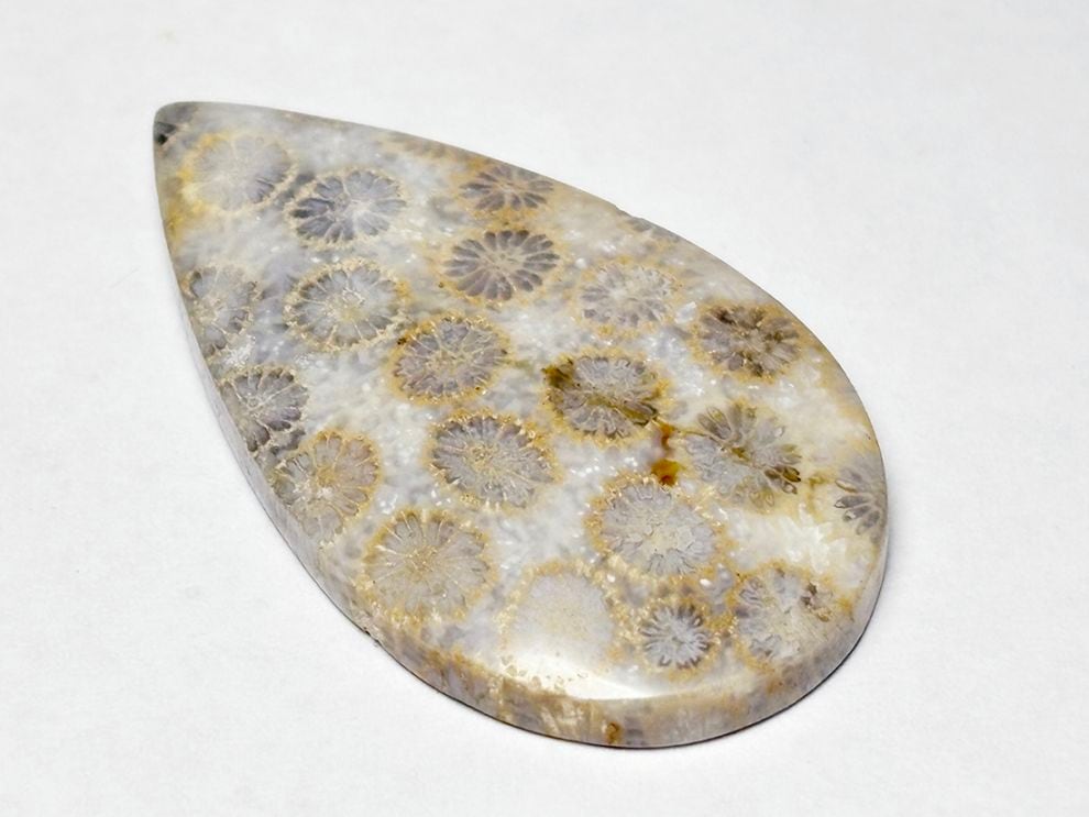 フォッシルコーラル (サンゴ化石 ) ルース /Fossil Coral