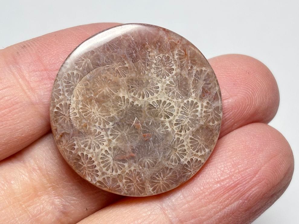 フォッシルコーラル (サンゴ化石 ) ルース /Fossil Coral