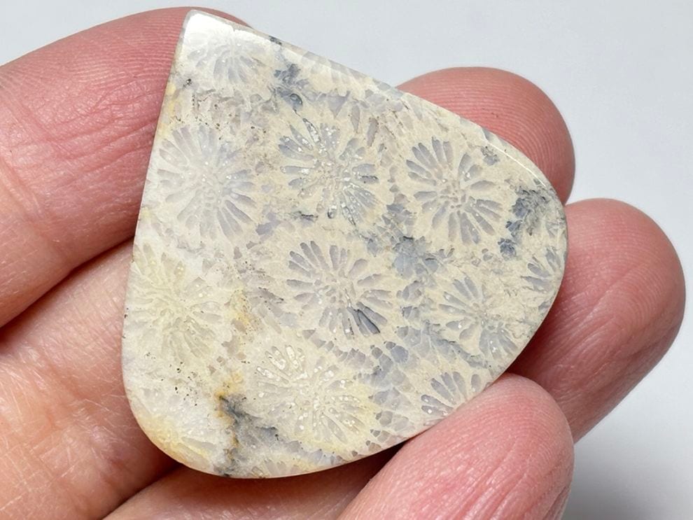 フォッシルコーラル (サンゴ化石 ) ルース /Fossil Coral