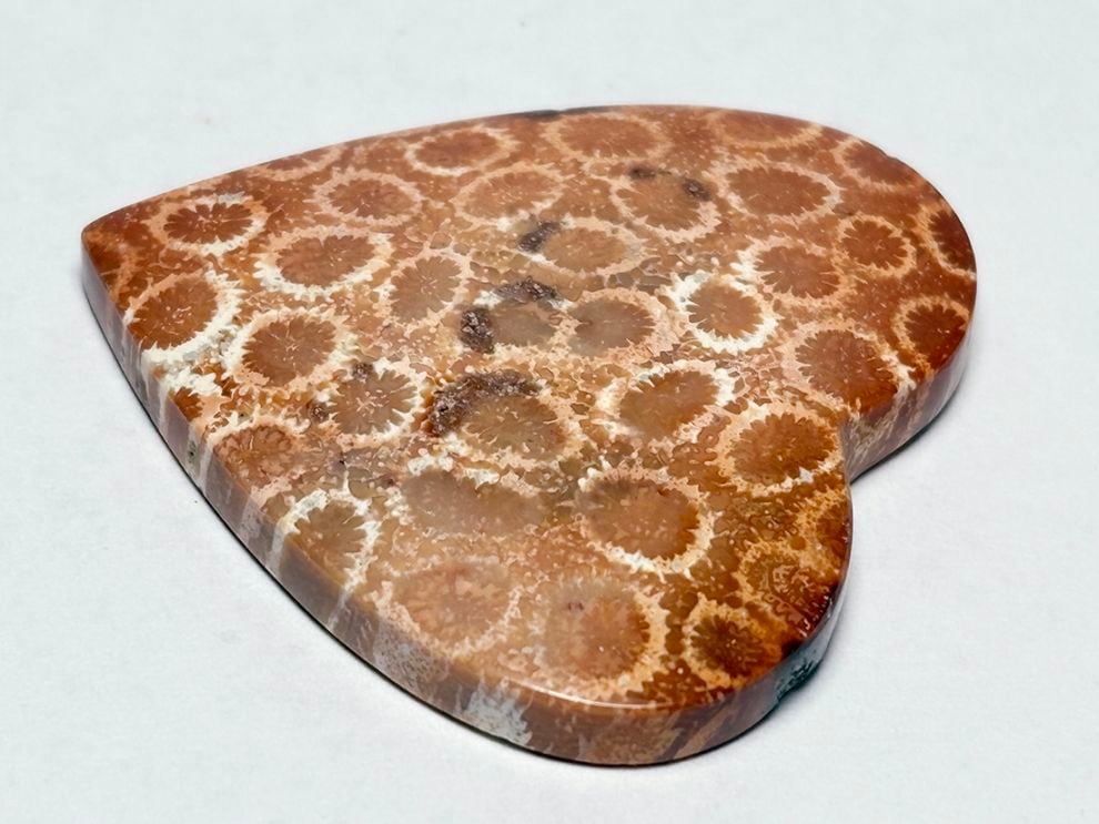 フォッシルコーラル (サンゴ化石 ) ルース /Fossil Coral