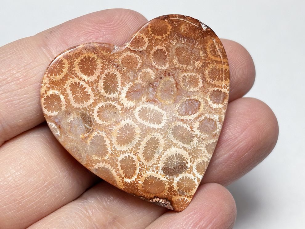 フォッシルコーラル (サンゴ化石 ) ルース /Fossil Coral