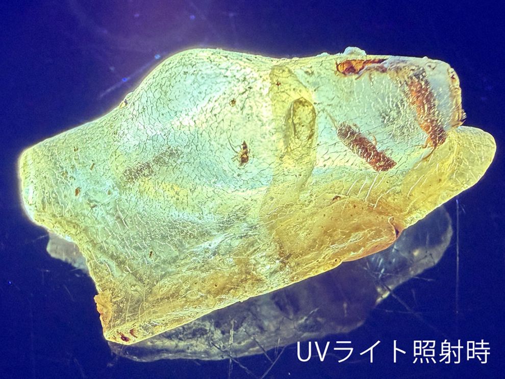 マダガスカル産 虫入りコパル / copal (Young Amber)