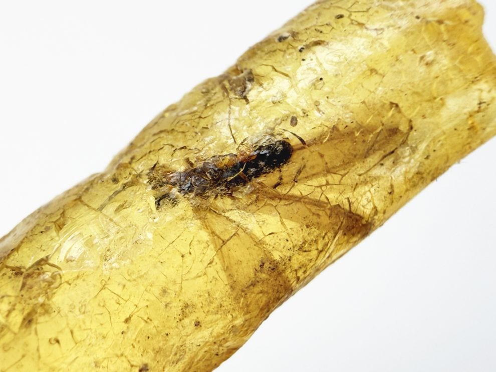 マダガスカル産 虫入りコパル / copal (Young Amber)
