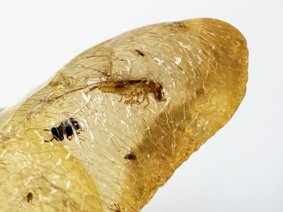 マダガスカル産 虫入りコパル / copal (Young Amber)