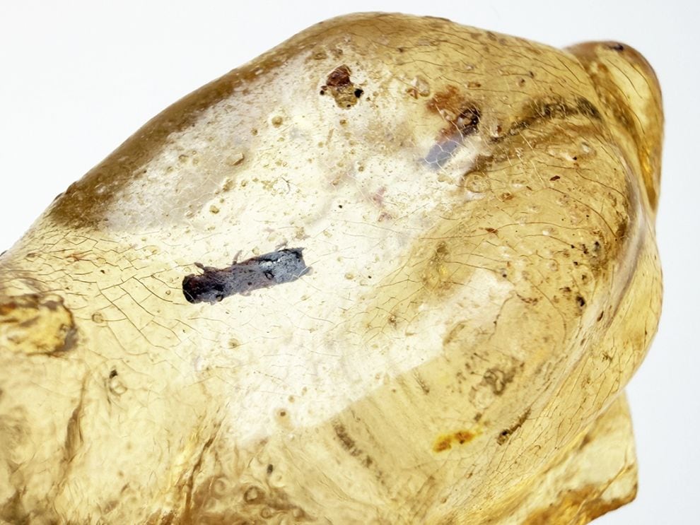 マダガスカル産 虫入りコパル / copal (Young Amber)