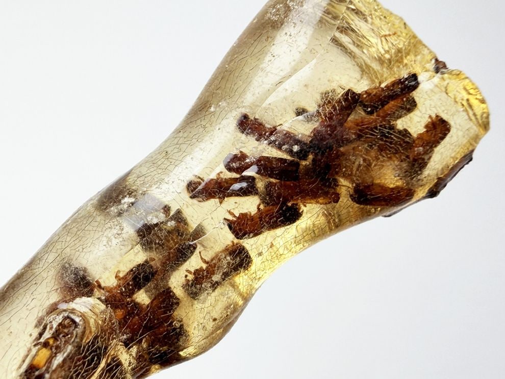 マダガスカル産 虫入りコパル / copal (Young Amber)