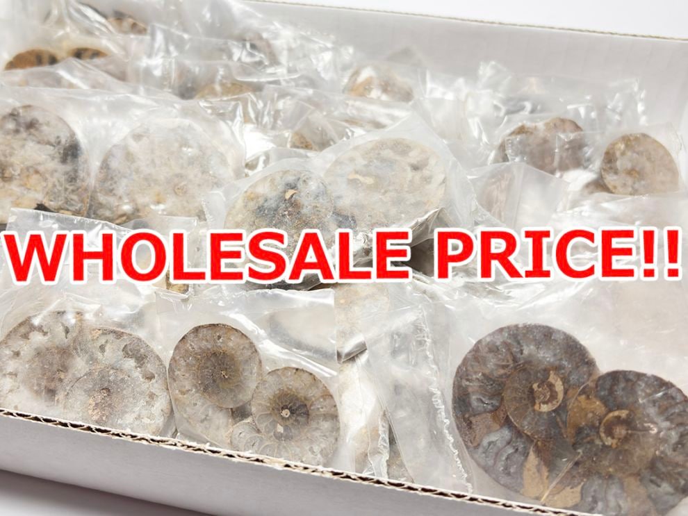 マダガスカル産 アンモナイト ペア 50個セットまとめ売り【ホールセールプライス】  アソート / Ammonite