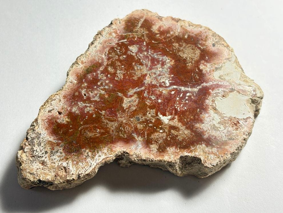 マダガスカル産 ペトリファイドウッド ( 珪化木 ) スライス / Petrified wood