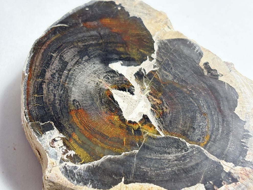 マダガスカル産 ペトリファイドウッド ( 珪化木 ) スライス / Petrified wood