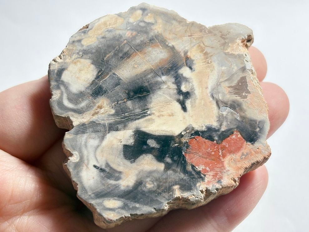 マダガスカル産 ペトリファイドウッド ( 珪化木 ) スライス / Petrified wood