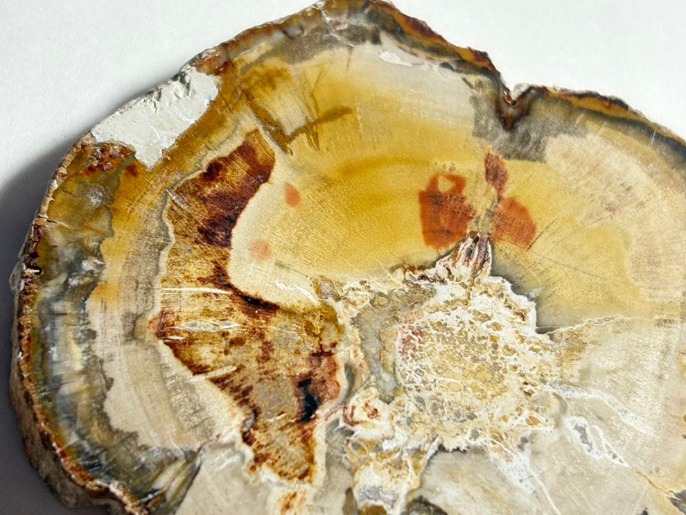 マダガスカル産 ペトリファイドウッド ( 珪化木 ) スライス / Petrified wood
