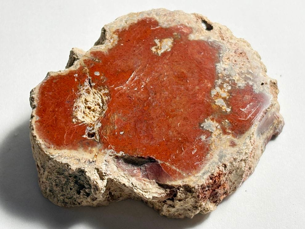 マダガスカル産 ペトリファイドウッド ( 珪化木 ) スライス / Petrified wood